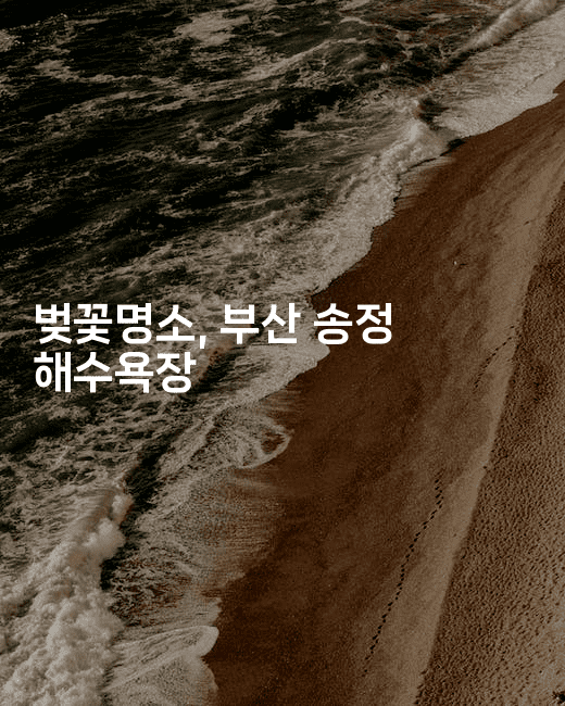 벚꽃명소, 부산 송정 해수욕장
-여행낭만
