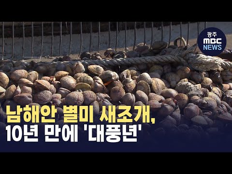 남해안 별미 새조개, 10년 만에 '대풍년' (뉴스데스크 2024.2.17 광주MBC)
