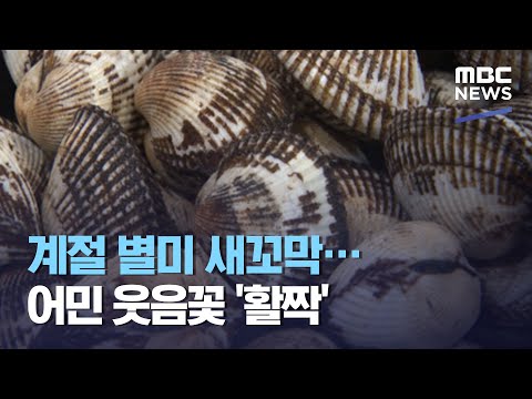 계절 별미 새꼬막…어민 웃음꽃 '활짝' (2021.03.03/뉴스투데이/MBC)